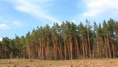 Spring pine tree forest Video stock 10897799