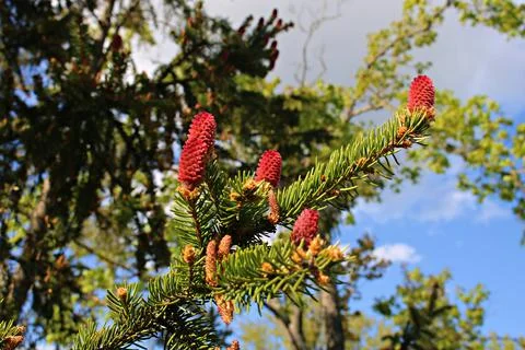 In spring pine trees begin to bloom with unusual red shoots Stock Photos