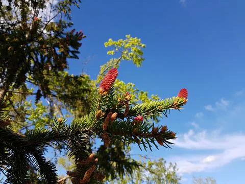 In spring pine trees begin to bloom with unusual red shoots Stock Photos