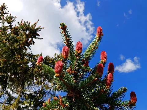 In spring pine trees begin to bloom with unusual red shoots Stock Photos