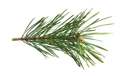 Spring pine on a white isolated background Stock Photos