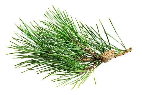 Spring pine on a white isolated background Stock Photos