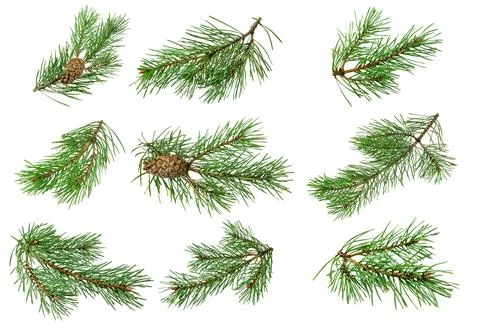 Spring pine on a white isolated background Stock Photos