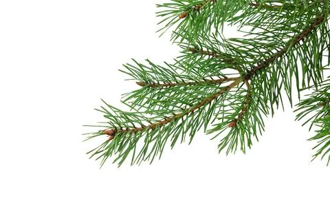 Spring pine on a white isolated background Stock-Fotos