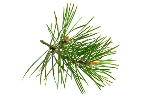 Spring pine on a white isolated background Stock Photos