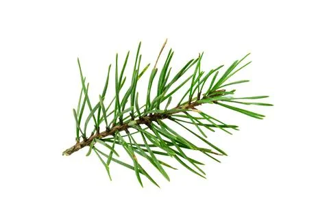 Spring pine on a white isolated background Stock-Fotos