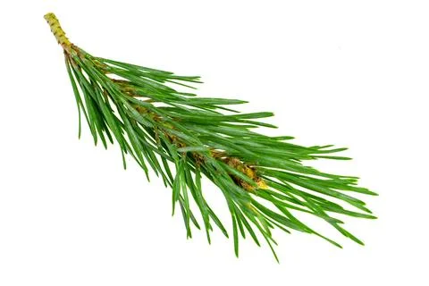 Spring pine on a white isolated background Stock Photos