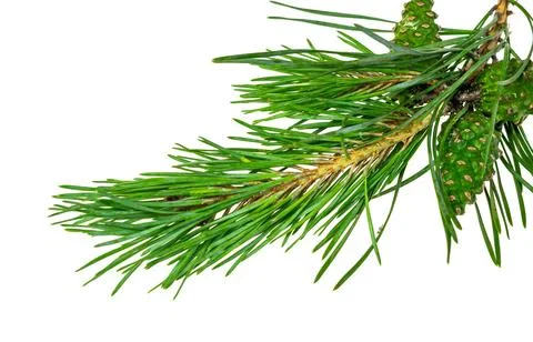 Spring pine on a white isolated background 스톡 사진