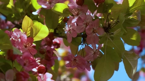 Spring pink apple tree blossoming flowers. Close up. Nature background Stock Footage 272811418