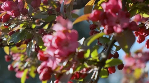 Spring pink apple tree blossoming flowers. Blooming pink tree. Close up. Nature Stock Footage 272811536