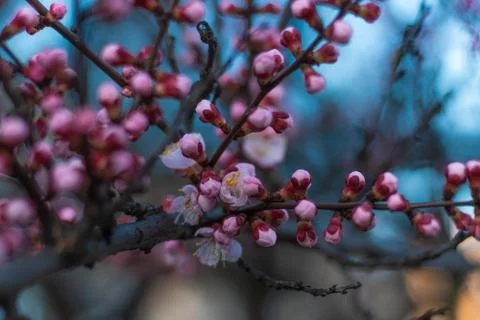 Spring pink Apricot buds on a tree branch. Apricot tree blooming close up on  Stock Photos