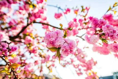 Spring pink blooms Stock Photos