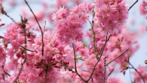 Spring pink blossoming flowers on the tree branches against blue sky. Close up Stock Footage 264160668