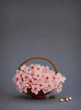 Spring pink blossoms on  gray background. A cherry blossom in a basket. Bloom Stock Photos