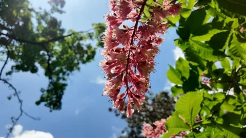 Spring Pink Blossoms Under Blue Sky Stock Footage 289445647