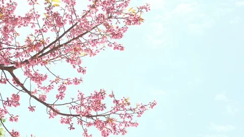 Spring with pink cherry blossom on blue sky Stock Footage 103239347