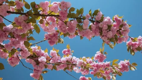 Spring pink cherry blossoming flowers or sakura against blue sky Stock Footage 260841411