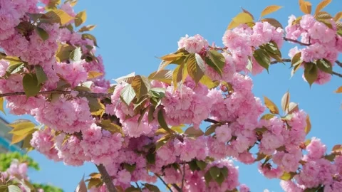 Spring pink cherry blossoming flowers or sakura against blue sky Stock Footage 264160338