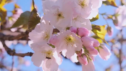 Spring pink cherry blossoming flowers or sakura against blue sky. Close up Stock Footage 270796044