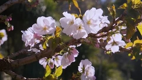 Spring pink cherry blossoming flowers or sakura on sunny day. Close up. Nature Stock Footage 270796322