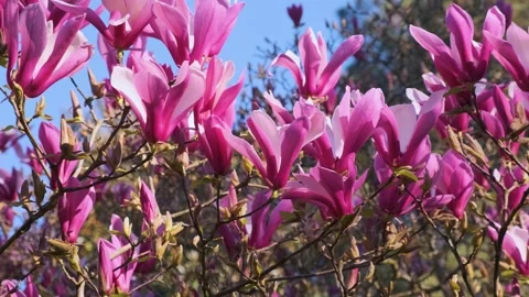 Spring pink cherry blossoming flowers or sakura against blue sky on sunny day Stock Footage 270796460