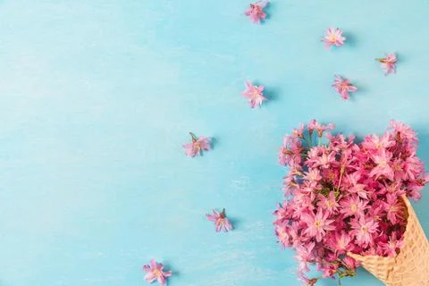 Spring pink cherry blossoming flowers in waffle cone on blue background. fl.. Stock Photos