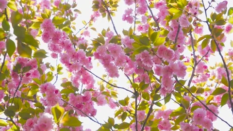 Spring Pink Cherry Blossoms in Bloom Closeup 4K Video stock 320155181