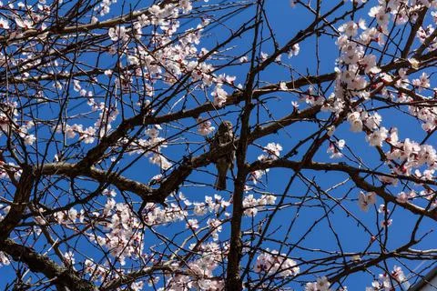 Spring Pink Cherry Blossoms with Blue Sky Background Stock Photos