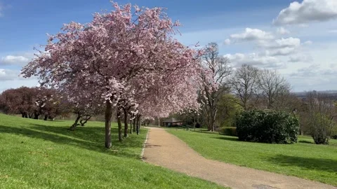 Spring pink cherry blossoms in the park Stock Footage 305907396