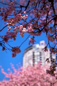 Spring Pink Cherry Blossoms 写真素材