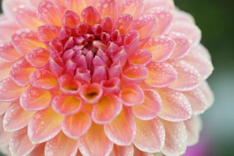 Spring pink flower in macro Stock Photos