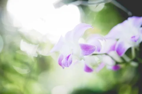 Spring pink flower Stock Photos