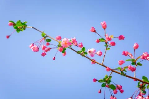 Spring  with pink flower. Stock-Fotos