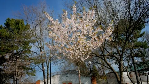 Spring pink flowering branches Stock Footage 106293595