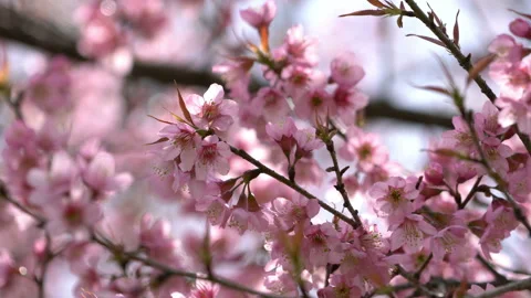 Spring with pink flowers blooming Stock Footage 171310542