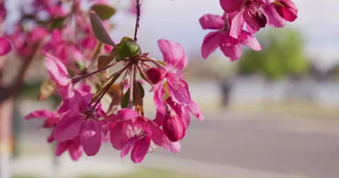 Spring Pink Flowers Blooming in Tree Stock Footage 188656627