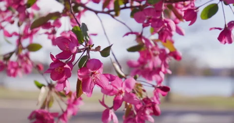 Spring Pink Flowers Blooming in Tree, Pink flowers on tree in spring, Stockbeeldmateriaal 188657705