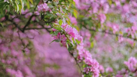 Spring pink flowers. Cherry flowers blooming in the spring. Stock Footage 88863183