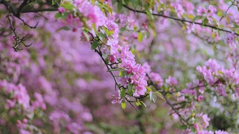 Spring pink flowers. Cherry flowers blooming in the spring. Stock Footage 88864225