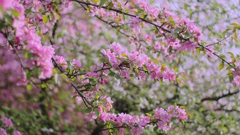 Spring pink flowers. Cherry flowers blooming in the spring. Stock Footage 88864276