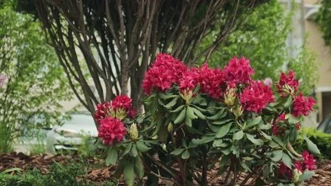 Spring pink flowers in flower bed. City garden with plants and bushes. Stock Footage 194537762