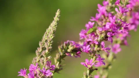 Spring pink flowers with flying bees collecting honey Stock Footage 43863278