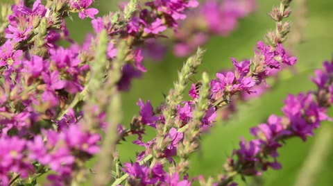 Spring pink flowers with flying bees collecting honey Stock Footage 43863368