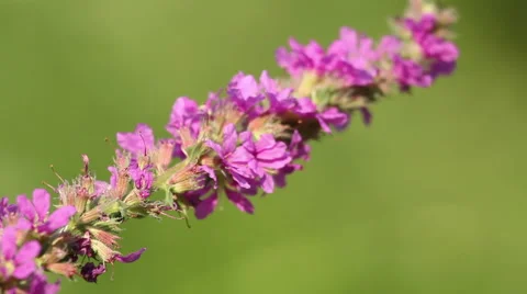 Spring pink flowers with flying bees collecting honey Stock Footage 43863386