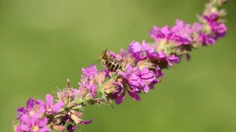 Spring pink flowers with flying bees collecting honey 動画素材 43863429