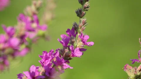 Spring pink flowers with flying bees collecting honey Vídeos de archivo 43863460