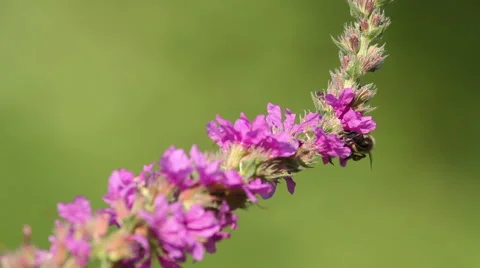 Spring pink flowers with flying bees collecting honey Stock-Footage 43863491