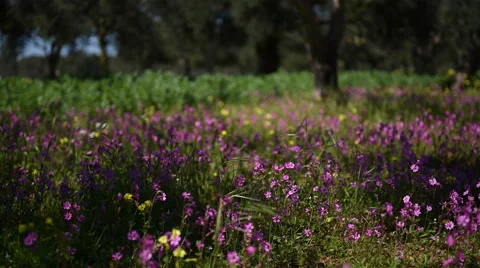 Spring pink flowers Stock Footage 55549378