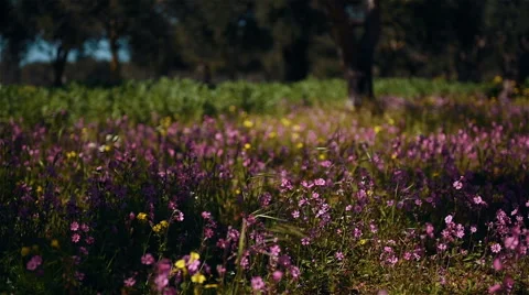 Spring pink flowers Vidéo 55549950