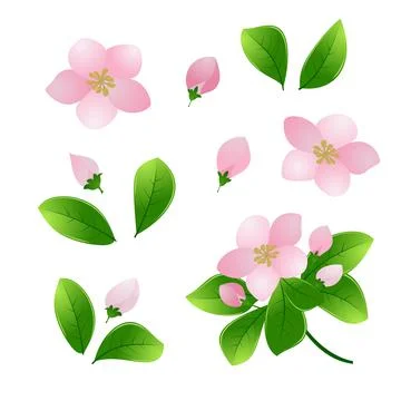 Spring pink flowers with green leaves. Blooming cherry / apple. Set Drawing e Stock Illustration